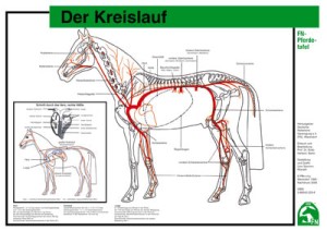 Lehr-/ Pferdetafel (A4) - Der Kreislauf